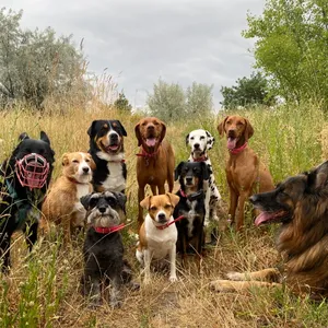 Dog photo