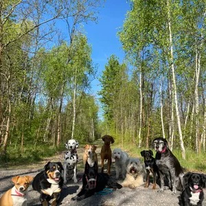 Dog photo