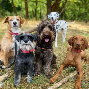 Dog photo