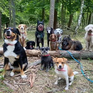 Dog photo