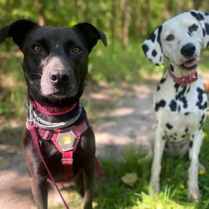 Dog photo