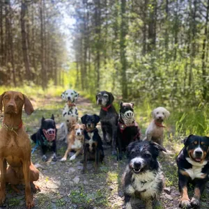 Dog photo