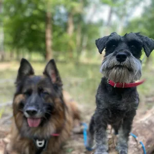 Dog photo