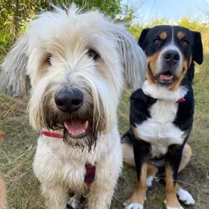 Dog photo