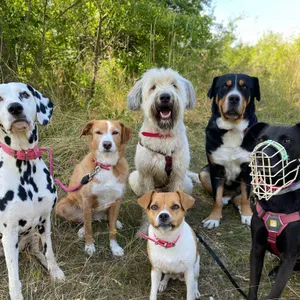 Dog photo
