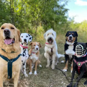 Dog photo