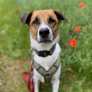 Dog photo