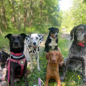 Dog photo