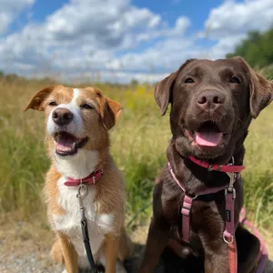 Dog photo