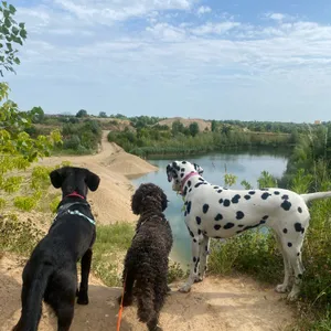 Dog photo