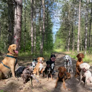 Dog photo