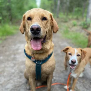 Dog photo