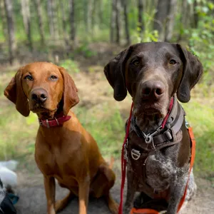 Dog photo