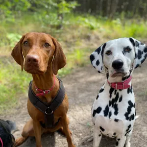 Dog photo
