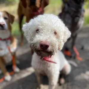 Dog photo