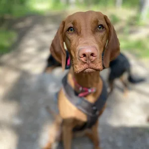 Dog photo
