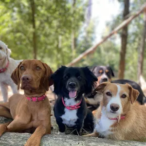 Dog photo
