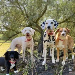 Dog photo
