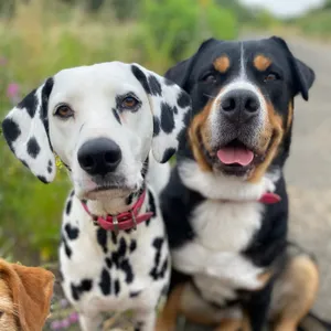 Dog photo