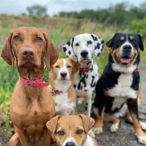 Dog photo