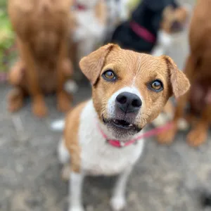 Dog photo