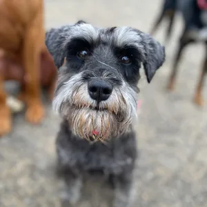 Dog photo