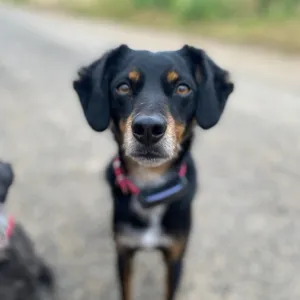 Dog photo