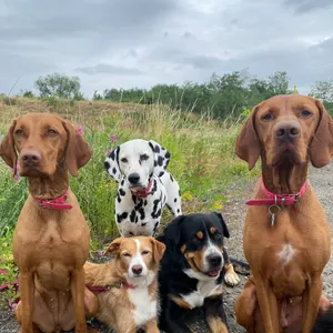 Dog photo
