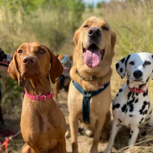 Dog photo