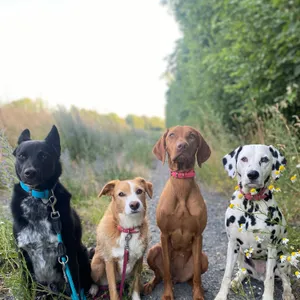 Dog photo