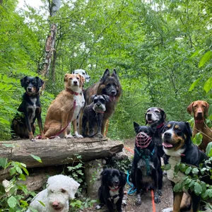 Dog photo