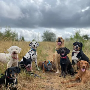 Dog photo