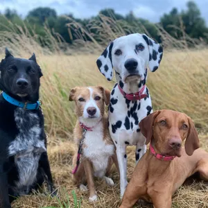 Dog photo