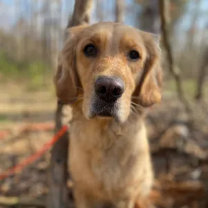 Dog photo