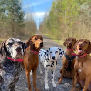 Dog photo