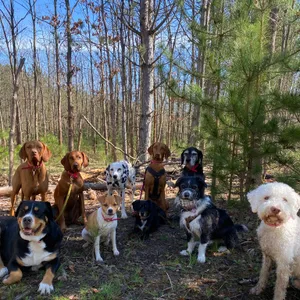 Dog photo