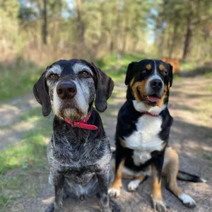 Dog photo