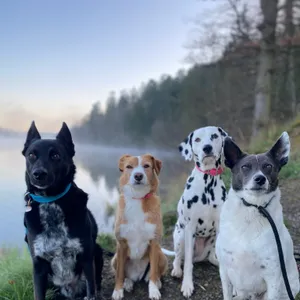 Dog photo
