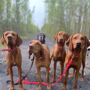 Dog photo