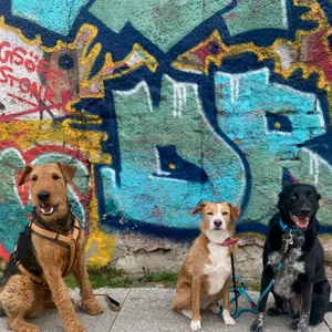 Dog photo