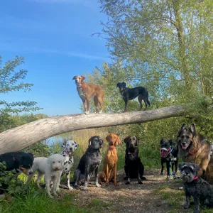Dog photo