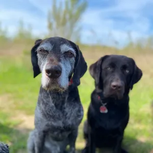 Dog photo