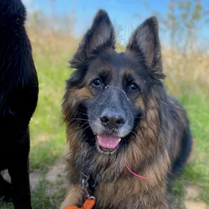 Dog photo