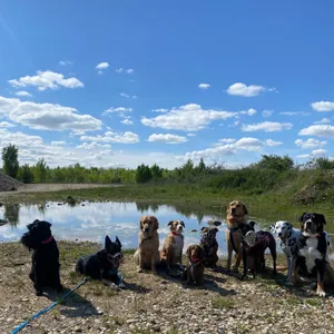 Dog photo