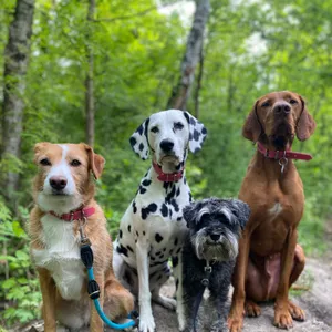 Dog photo
