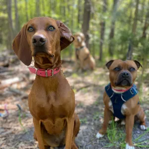 Dog photo