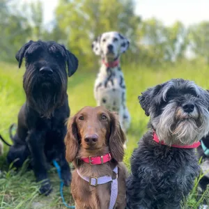 Dog photo