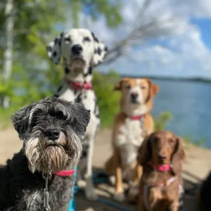 Dog photo