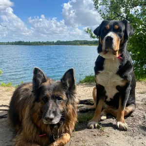 Dog photo