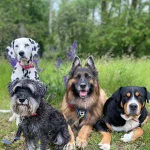Dog photo